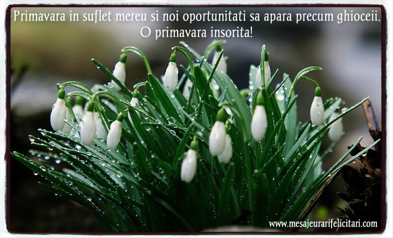 Primavara in suflet mereu si noi oportunitati sa para precum ghioceii. O primavara insorita!