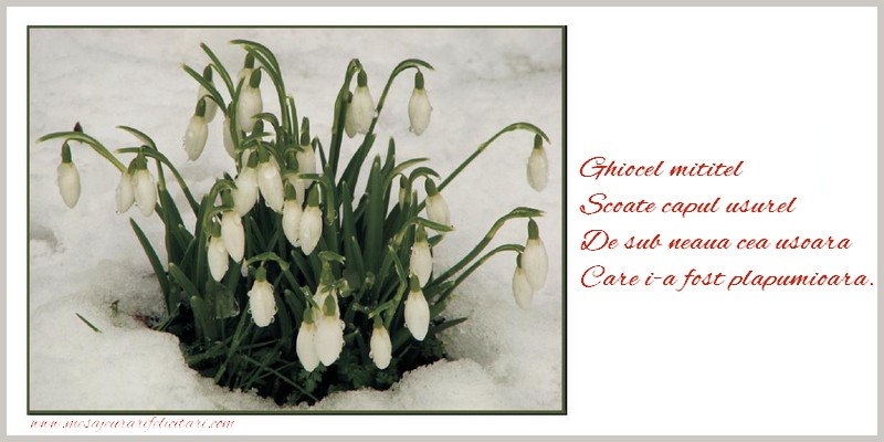 Ghiocel mititel Scoate capul usurel De sub neaua cea usoara Care i-a fost plapumioara.