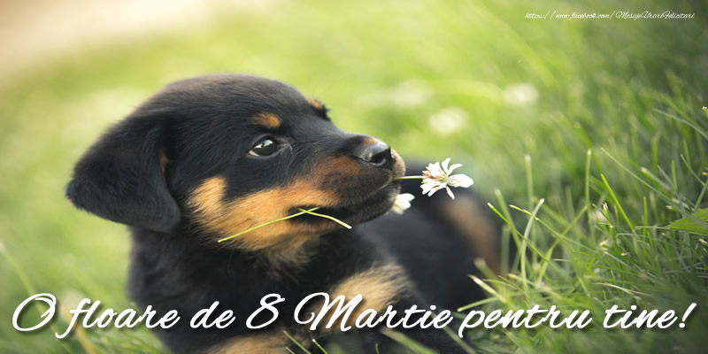 O floare de 8 Martie pentru tine!