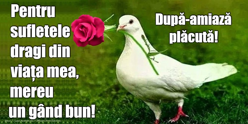 O după-amiază plăcută!