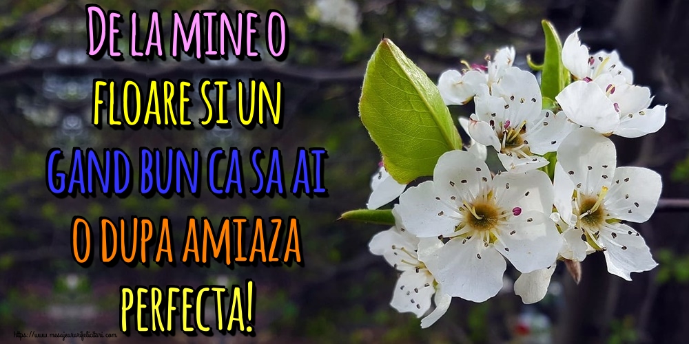 Felicitari de Amiaza - De la mine o floare si un gand bun ca sa ai o dupa amiaza perfecta! - mesajeurarifelicitari.com