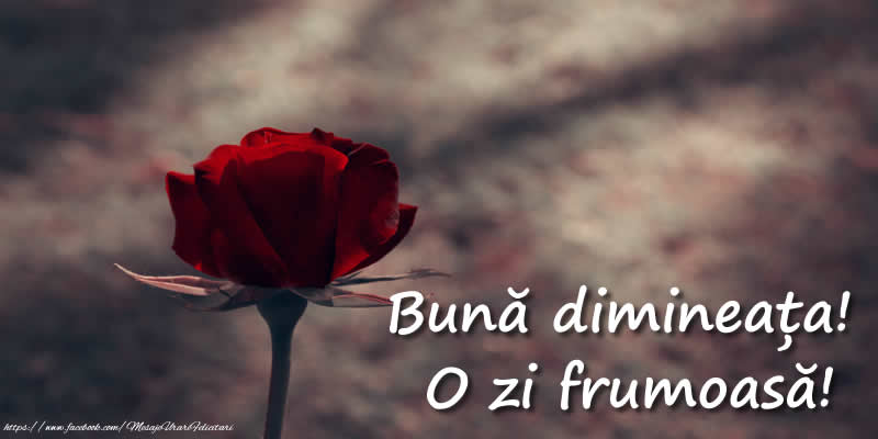 Bună dimineața! O zi frumoasă!