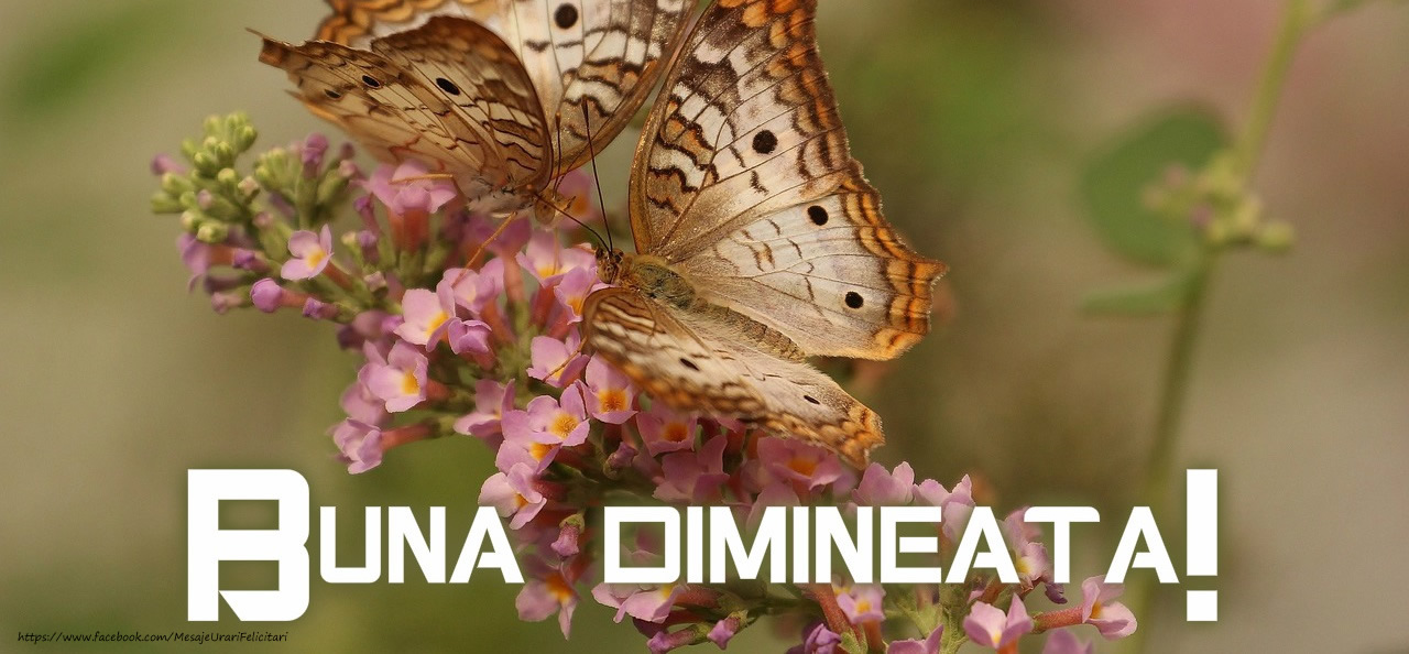 Buna dimineata!