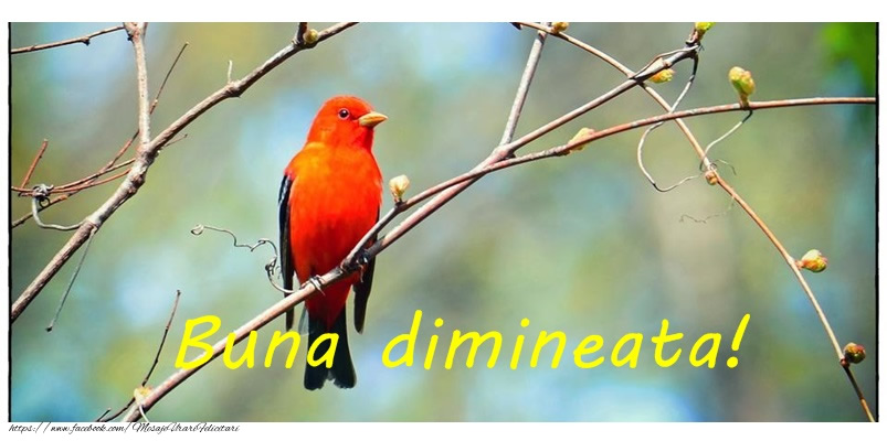 Buna dimineata!