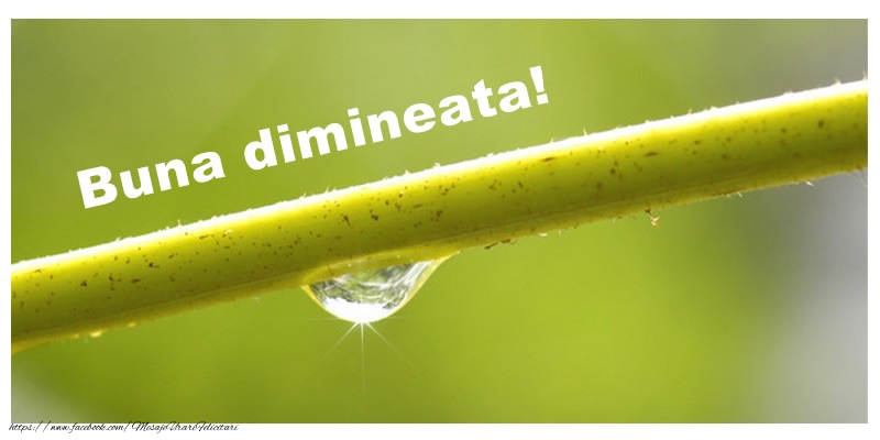 Buna dimineata!
