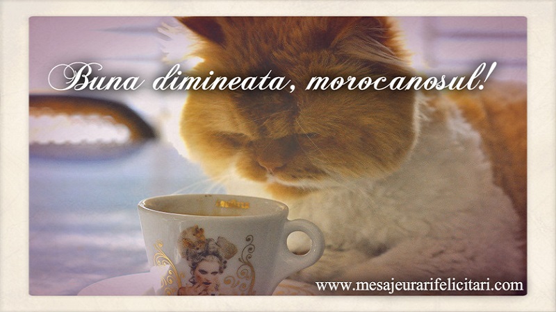 Buna dimineata, morocanosul!
