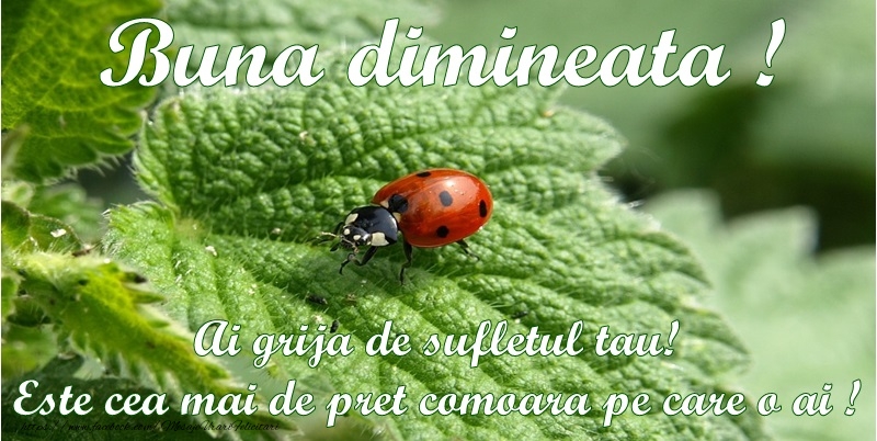 Buna dimineata! Ai grija de sufletul tau! Este cea mai de pret comoara pe care o ai!