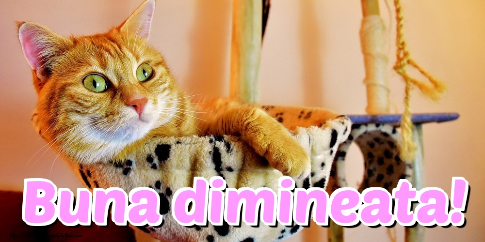 Buna dimineata!