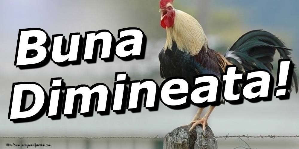 Buna Dimineata!