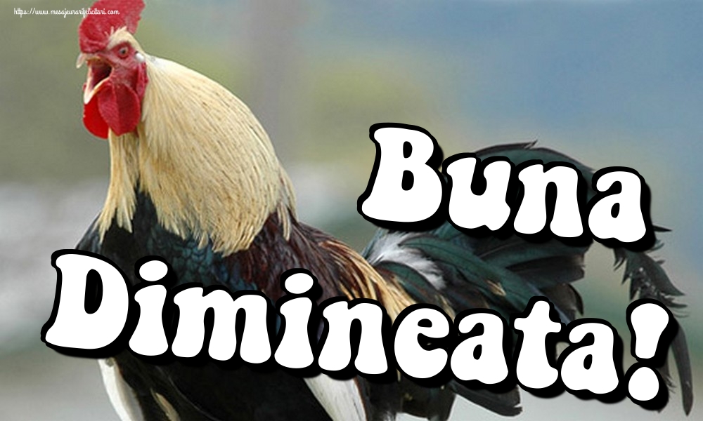 Buna Dimineata!