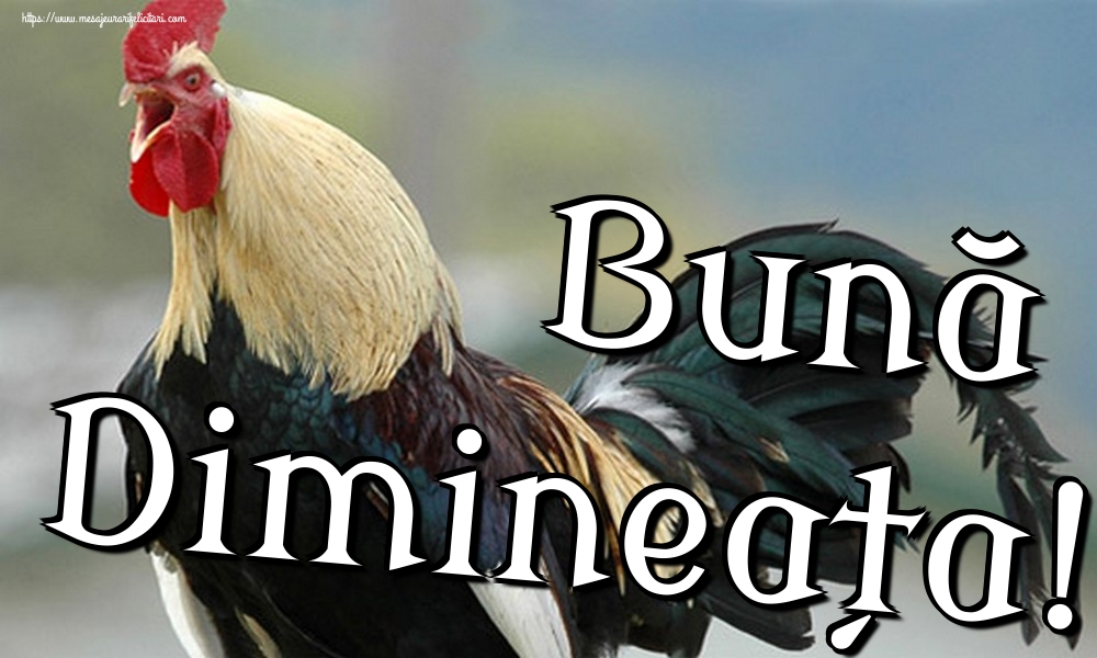 Felicitari de buna dimineata - Bună Dimineața! - mesajeurarifelicitari.com