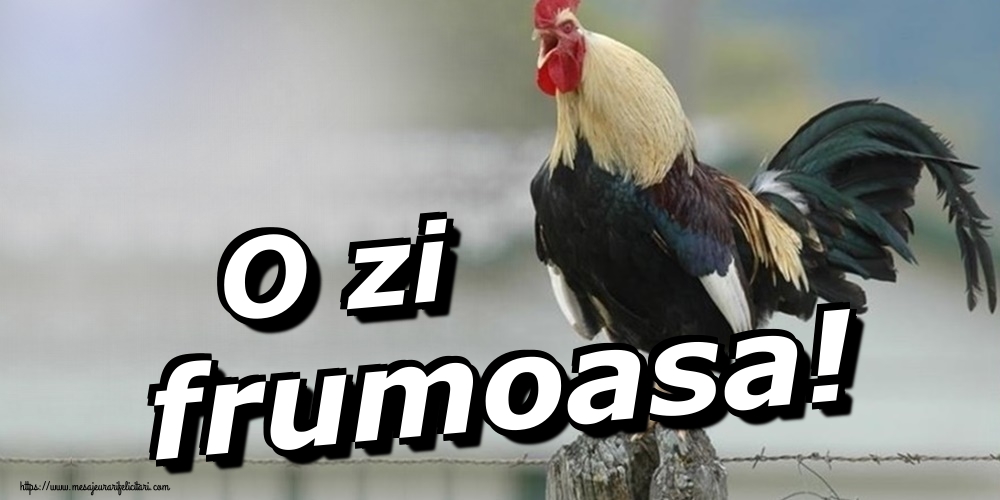 Felicitari de buna dimineata - O zi frumoasa! - mesajeurarifelicitari.com