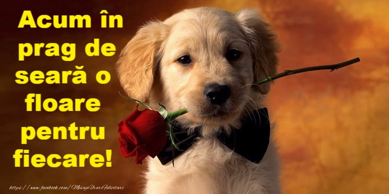 Buna seara prieteni!