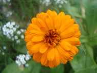 Felicitari muzicale de Florii