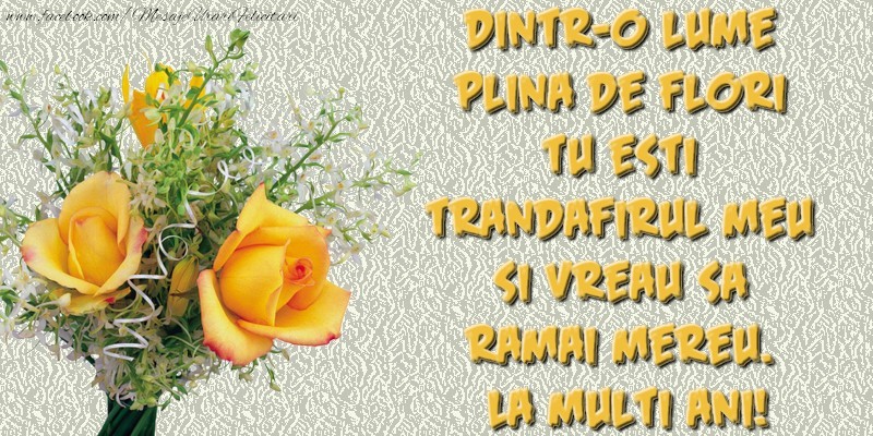 Dintr-o lume plina de flori tu esti trandafirul meu