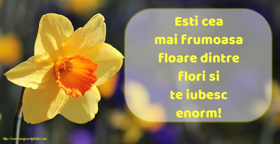 Felicitari de Florii - Esti cea mai frumoasa floare - mesajeurarifelicitari.com