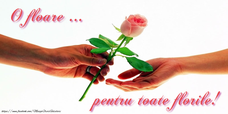 Florii O floare ... pentru toate florile!