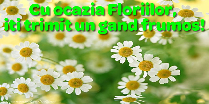 Cu ocazia Floriilor, iti trimit un gand frumos!
