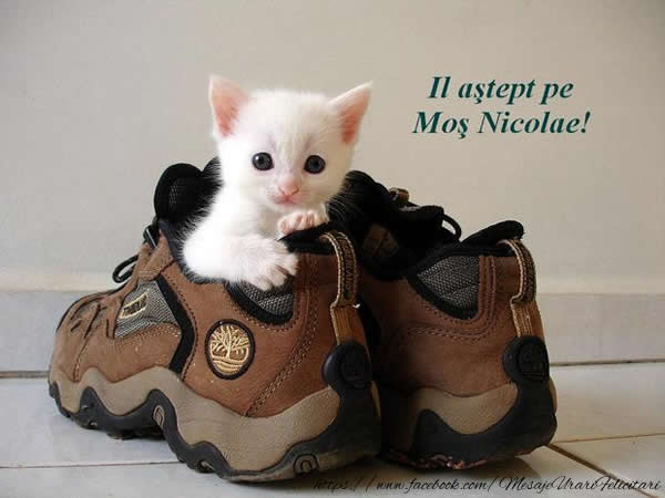 Il astept pe Mos Nicolae!