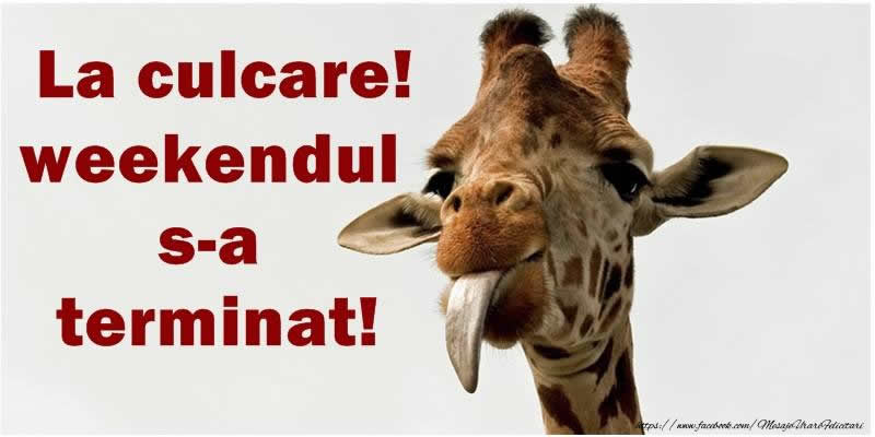 Felicitari de noapte buna - La culcare! Weekendul s-a terminat! - mesajeurarifelicitari.com