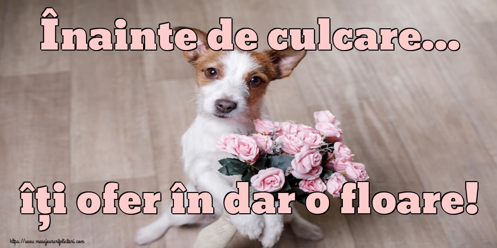 Înainte de culcare... îți ofer în dar o floare!