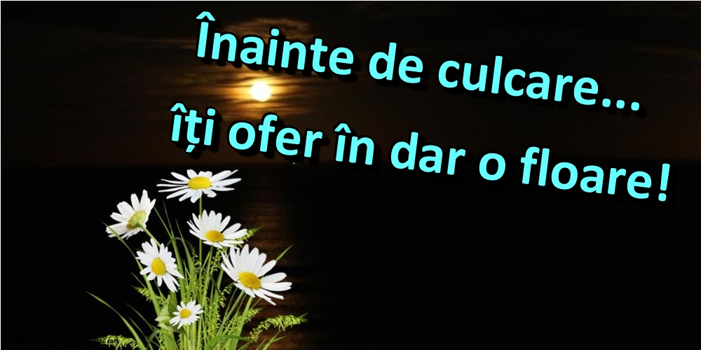 Felicitari de noapte buna - Înainte de culcare... îți ofer în dar o floare! - mesajeurarifelicitari.com