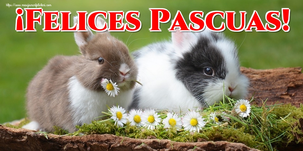 Felicitari de Paste in Spaniola - ¡Felices Pascuas!