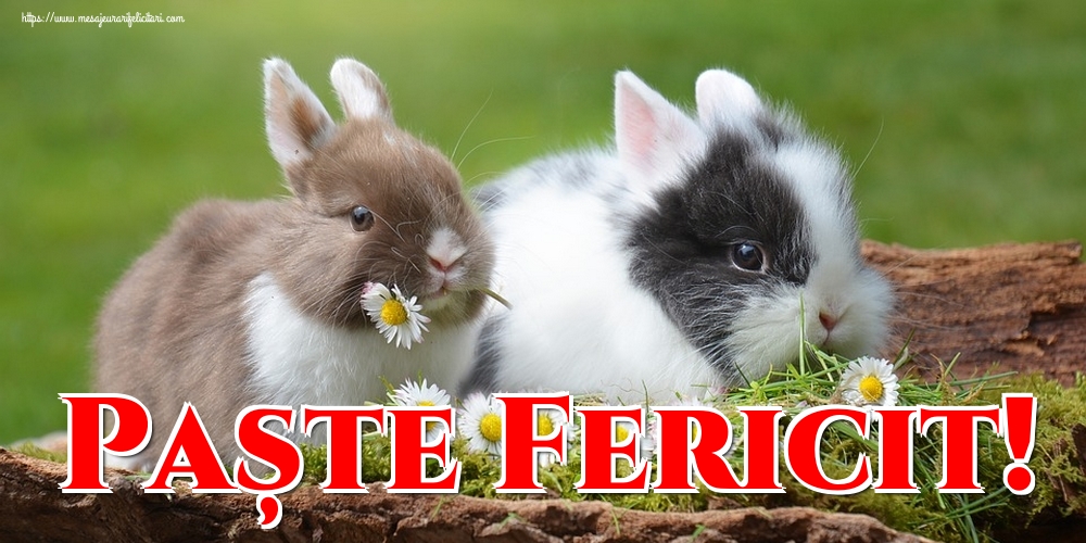 Paște Fericit!