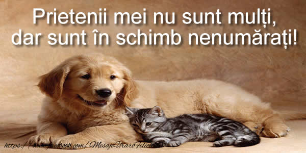 Prietenii mei nu sunt multi, dar sunt in schimb nenumarati!