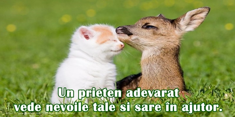 Felicitari de prietenie - Un prieten adevarat vede nevoile tale si sare in ajutor - mesajeurarifelicitari.com