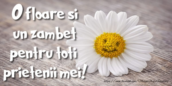 Felicitari de prietenie - O floare si un zambet pentru toti  prietenii mei! - mesajeurarifelicitari.com