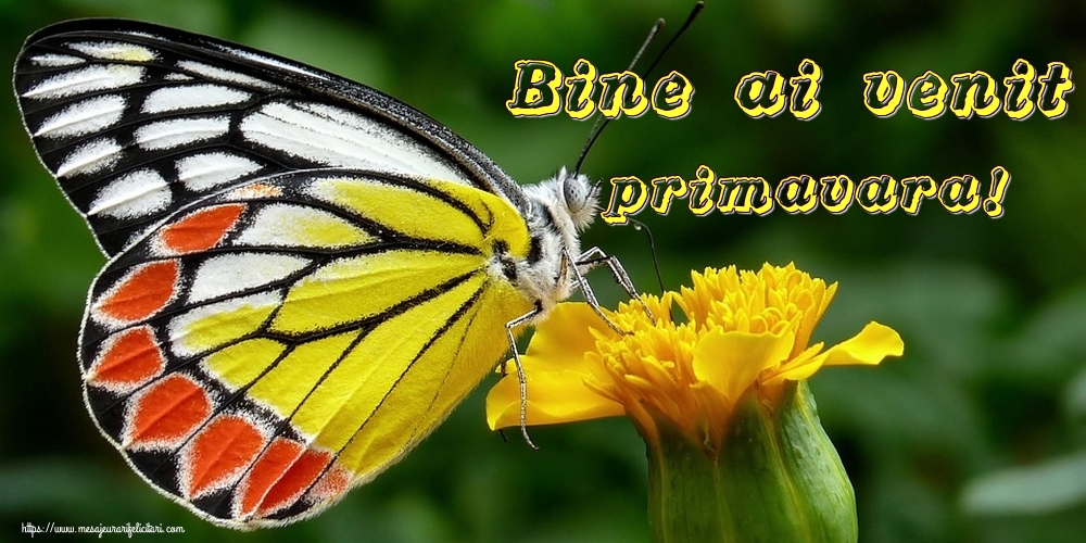 Bine ai venit, primavara!