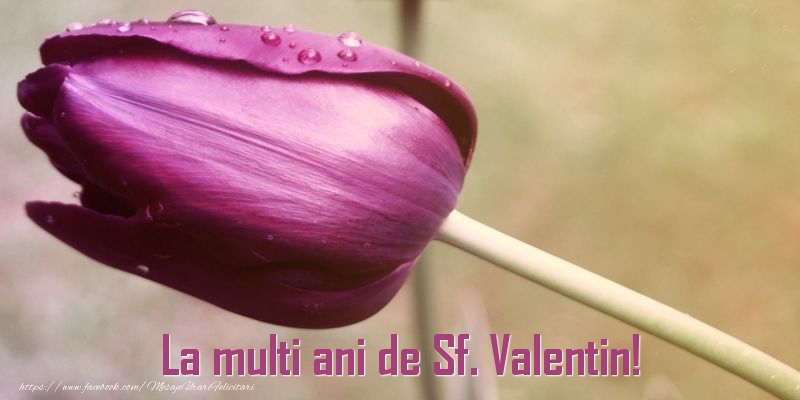 Felicitari de Sfantul Valentin - La multi ani de Sf. Valentin! - mesajeurarifelicitari.com