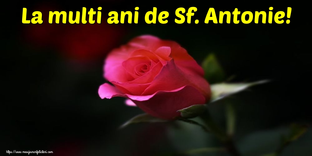 Sfantul Antonie cel Mare La multi ani de Sf. Antonie!