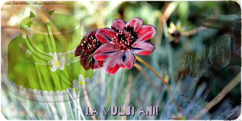 Felicitari de zi de nastere - La multi ani! - mesajeurarifelicitari.com