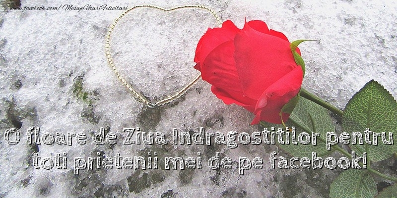 O floare de Ziua Indragostitilor pentru toti prietenii mei de pe facebook!