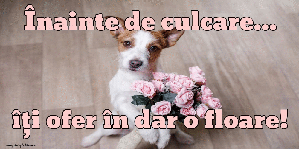 Cele mai apreciate felicitari animate de noapte buna - Înainte de culcare... îți ofer în dar o floare!