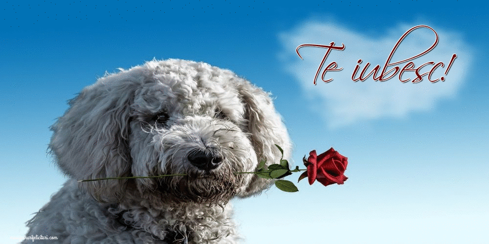 Felicitari animate Ziua indragostitilor - Te iubesc!