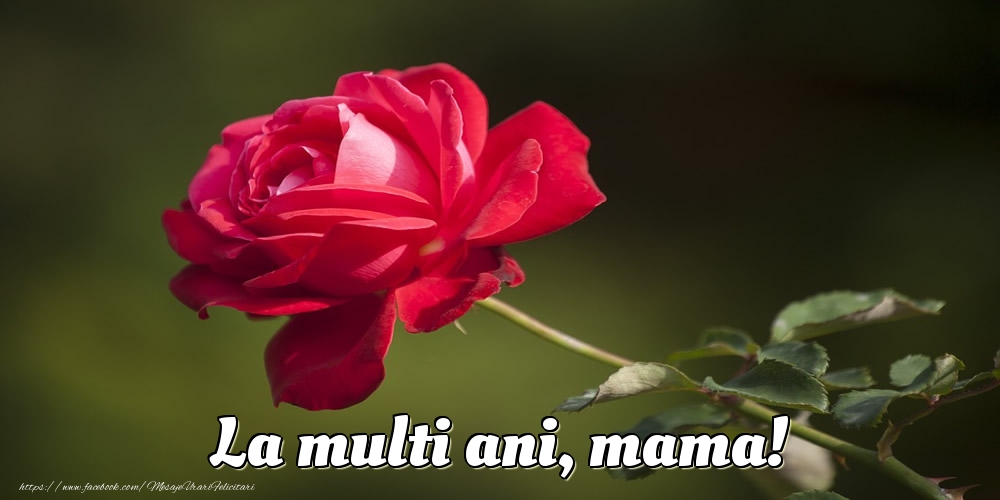 Mesaje de 8 Martie - La multi ani, mama! - mesajeurarifelicitari.com