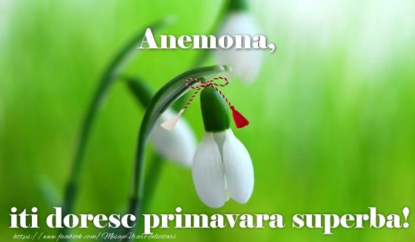 Felicitari de 1 Martie - Anemona iti doresc primavara superba!