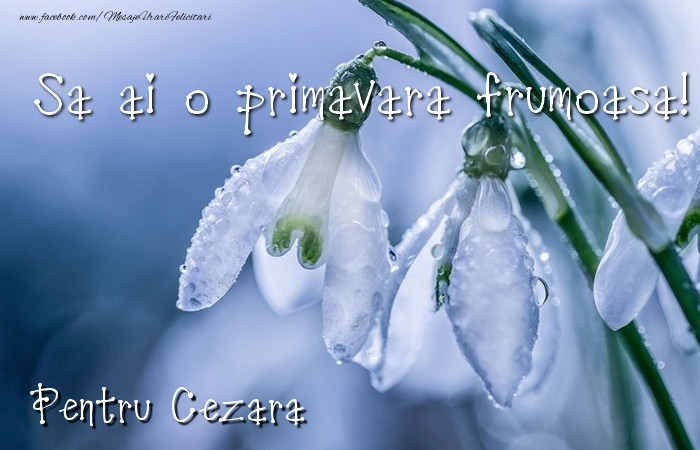 Felicitari de 1 Martie - Ghiocei | Va doresc o primavara minunata Cezara