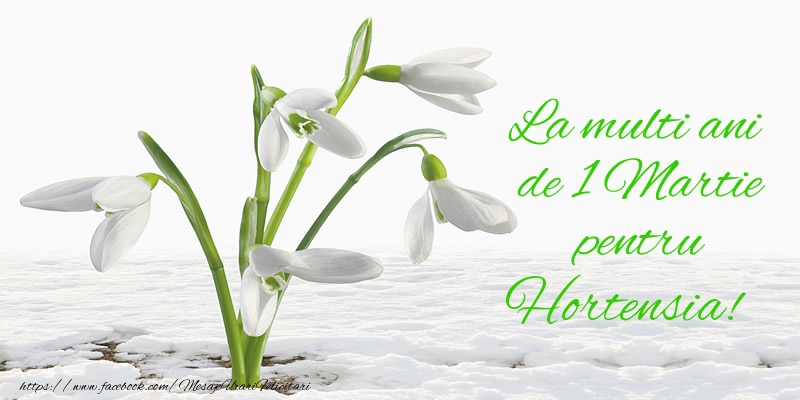 Felicitari de 1 Martie - Ghiocei | La multi ani de 1 Martie pentru Hortensia!