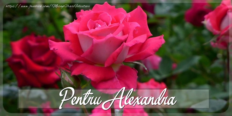 Felicitari Diverse - Trandafiri | Pentru Alexandra