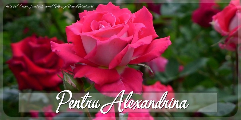 Felicitari Diverse - Pentru Alexandrina