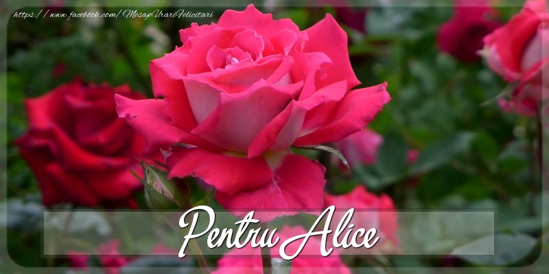 Felicitari Diverse - Trandafiri | Pentru Alice