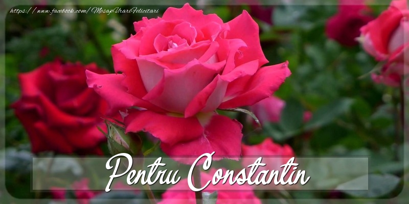 Felicitari Diverse - Trandafiri | Pentru Constantin
