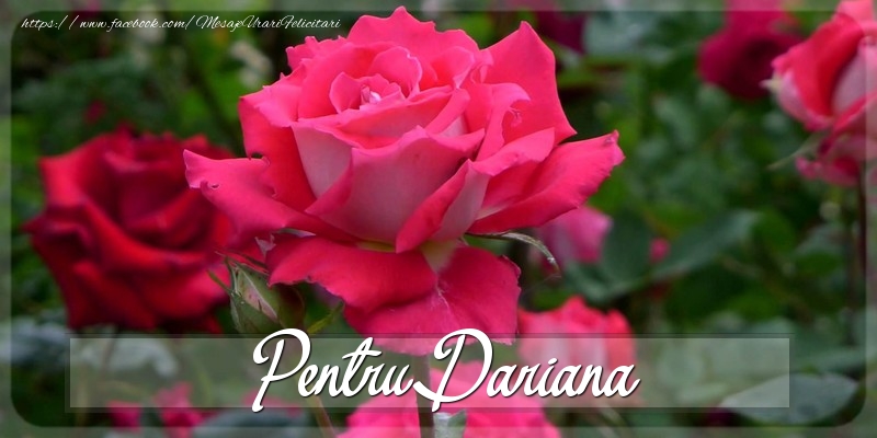 Felicitari Diverse - Trandafiri | Pentru Dariana