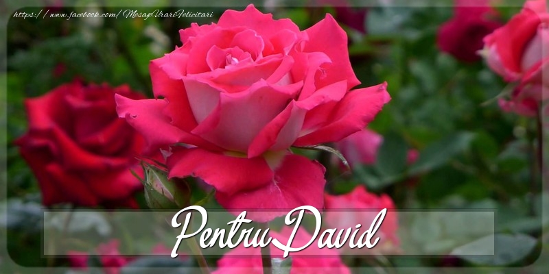 Felicitari Diverse - Trandafiri | Pentru David