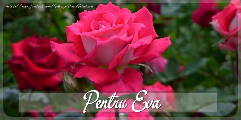Felicitari Diverse - Pentru Eva