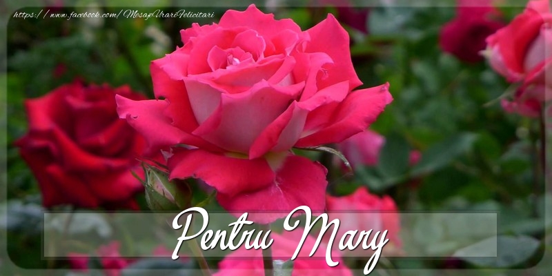 Felicitari Diverse - Trandafiri | Pentru Mary